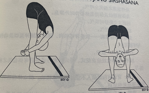 站立头至膝间式Utthita Janu Sirshasana(standing head between knees pose)