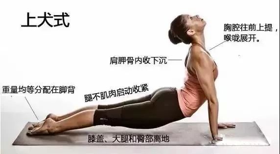 瑜伽「上犬式」的完美演绎! 瑜伽拜日式中重要的一个体式!  瑜伽体式序列 瑜伽自然疗法 第 3 张