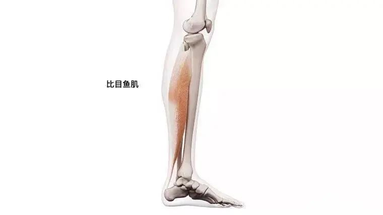 小腿肌肉僵硬紧绷？送你 3 套解决方案！  第 3 张