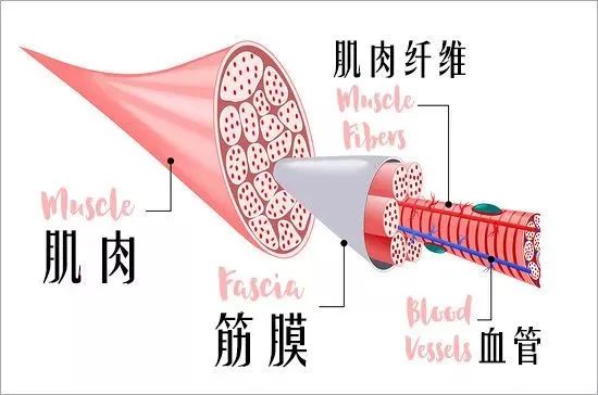 泡沫轴的15个筋膜松解方法，收藏这一篇这就够了！（泡沫轴放松筋膜）