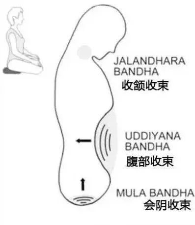 练瑜伽，我们不聊腹肌，聊腹部收束  收颔收束 腹部收束 会阴收束 瑜伽收束术 瑜伽内功 第 4 张