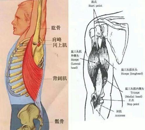 瑜伽后弯练习，这样做开肩最有效（开肩后弯瑜伽体式）