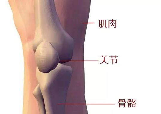 运动解剖学在瑜伽练习中的作用（瑜伽功能解剖学）