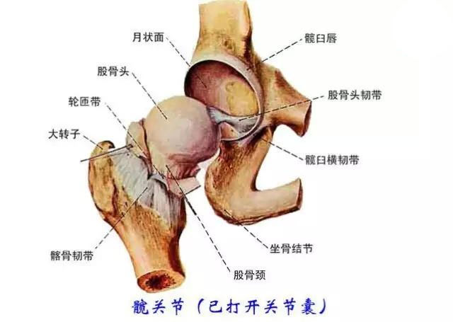 运动解剖学在瑜伽练习中的作用 第 3 张 运动解剖学在瑜伽练习中的作用 第 3 张
