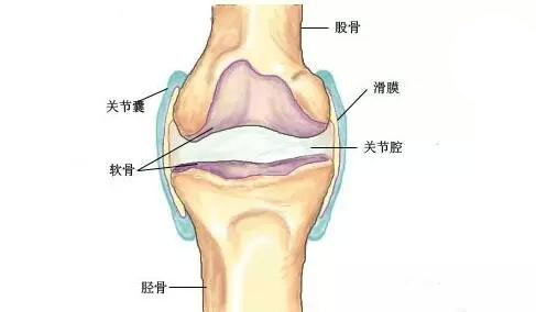 运动解剖学在瑜伽练习中的作用（瑜伽功能解剖学）