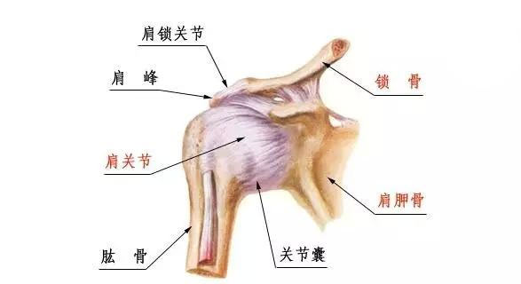 运动解剖学在瑜伽练习中的作用 第 4 张 运动解剖学在瑜伽练习中的作用 第 4 张