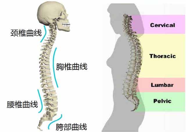 瑜伽中如何做好脊柱延伸练习（脊柱延伸的瑜伽体式）