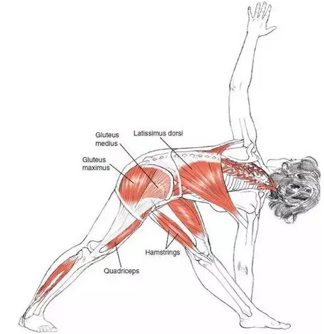 瑜伽侧弯体式练习中的错误及纠正（瑜伽侧弯体式要点）