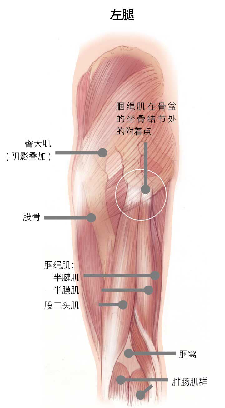 避免瑜伽练习伤害,你必须要了解的腘绳肌 避免瑜伽练习伤害 第 1 张 避免瑜伽练习伤害,你必须要了解的腘绳肌 避免瑜伽练习伤害 第 1 张