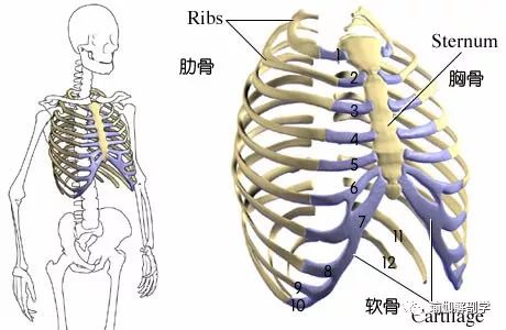 老师,练瑜伽,该如何防止“肋骨外翻”? 第 2 张 老师,练瑜伽,该如何防止“肋骨外翻”? 第 2 张