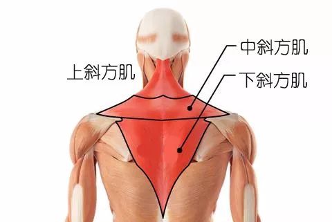 练瑜伽，如何放松斜方肌上束，加强斜方肌下束？（怎样放松斜方肌上束）