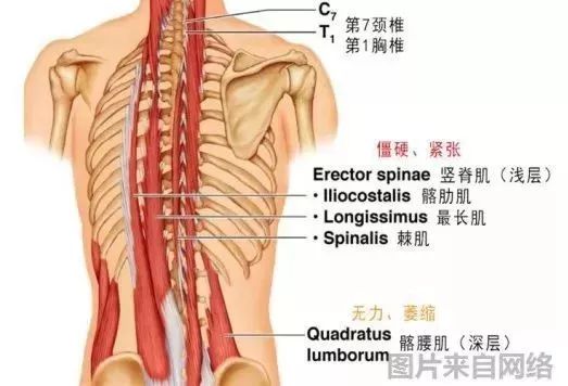 腰痛肌肉解剖及理疗思路