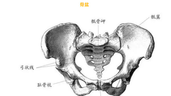 腰痛肌肉解剖及理疗思路  腰痛理疗 腰疼 腰肌劳损 腰间盘突出 椎间盘推出 腰疼修复 腰部 骨盆 瑜伽理疗 第 2 张