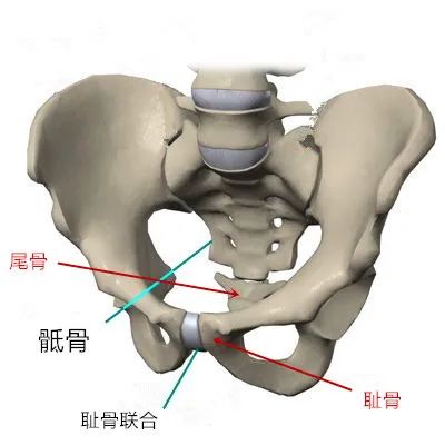 练瑜伽，“提耻骨”和“卷尾骨”到底有什么区别？（瑜伽提耻骨卷尾骨是什么意思）