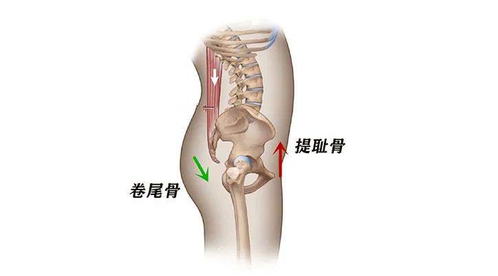 练瑜伽,“提耻骨”和“卷尾骨”到底有什么区别? 第 5 张 练瑜伽,“提耻骨”和“卷尾骨”到底有什么区别? 第 5 张