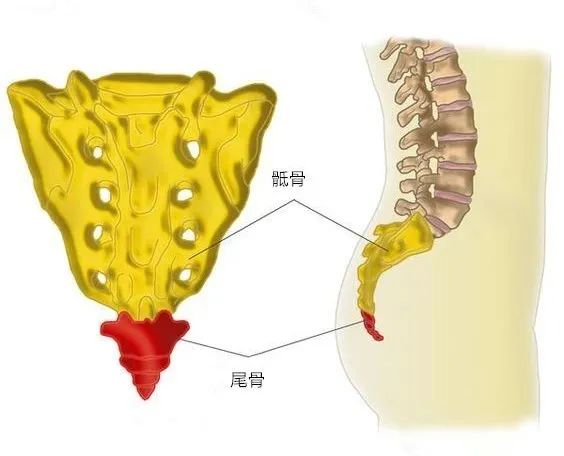 练瑜伽,“提耻骨”和“卷尾骨”到底有什么区别? 第 4 张 练瑜伽,“提耻骨”和“卷尾骨”到底有什么区别? 第 4 张