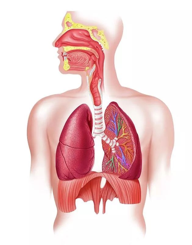 练瑜伽,瑜伽老师说的“打开胸腔”,90% 的人其实都做错了! 第 4 张 练瑜伽,瑜伽老师说的“打开胸腔”,90% 的人其实都做错了! 第 4 张