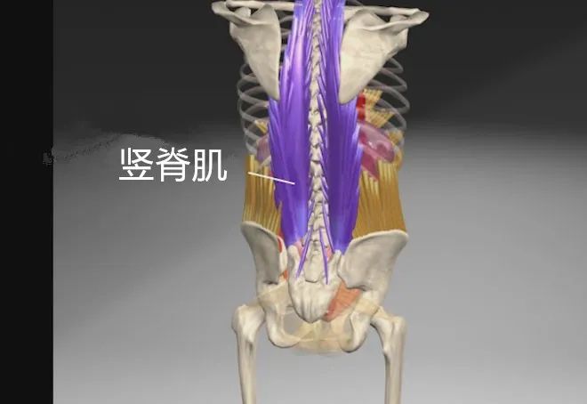 练瑜伽,激活深层稳定肌,加强核心,这 6 个动作超好用! 第 2 张 练瑜伽,激活深层稳定肌,加强核心,这 6 个动作超好用! 第 2 张