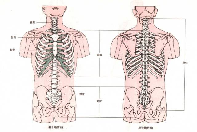 干货内容分享 | 备孕及产后稳定骨盆习练的重要性,一篇文章全讲解 第 2 张 干货内容分享 | 备孕及产后稳定骨盆习练的重要性,一篇文章全讲解 第 2 张