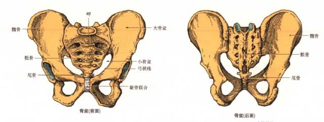 干货内容分享 | 备孕及产后稳定骨盆习练的重要性,一篇文章全讲解 第 3 张 干货内容分享 | 备孕及产后稳定骨盆习练的重要性,一篇文章全讲解 第 3 张