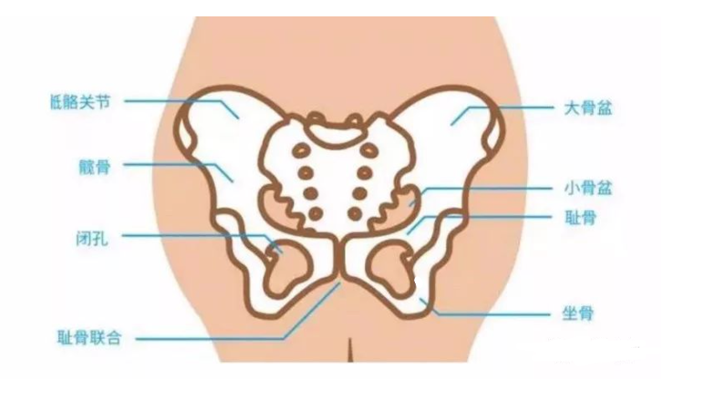 干货内容分享|备孕及产后稳定骨盆习练的重要性，一篇文章全讲解（提高骨盆稳定的训练）