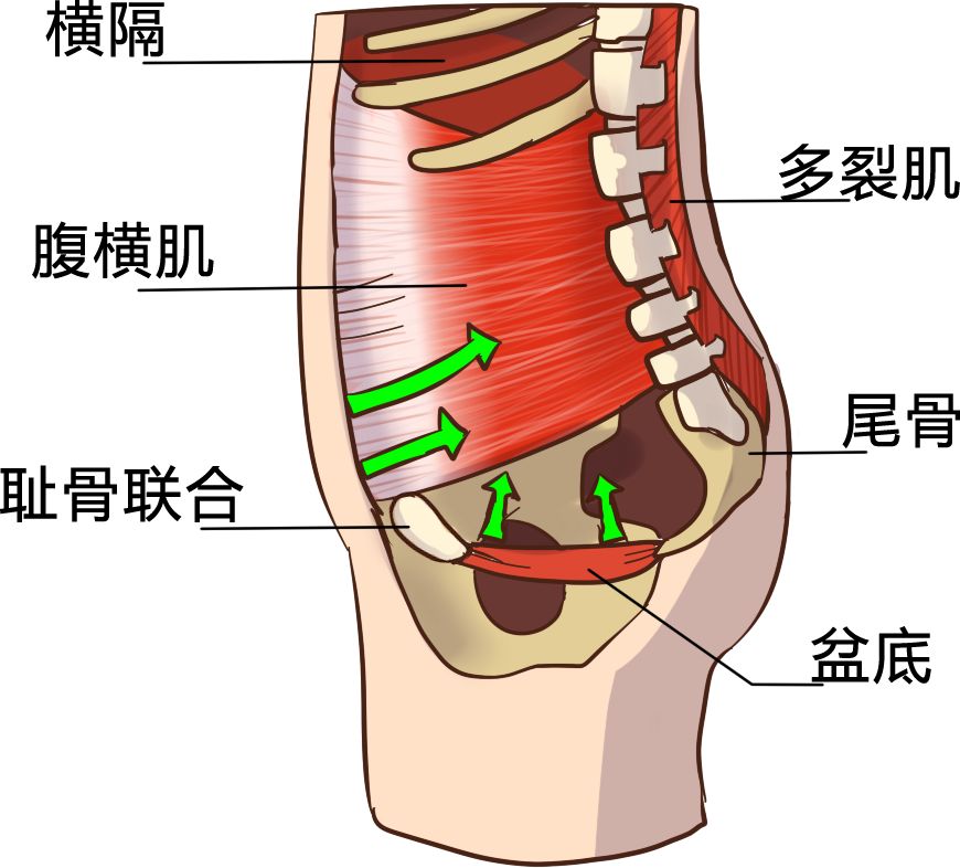 漏尿,盆腔器官脱垂,阴道松弛...这些“麻烦精”主要是盆底受损或功能下降造成