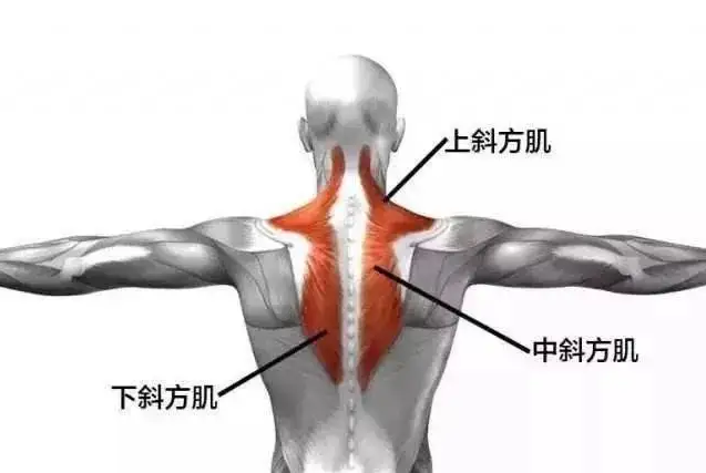 练瑜伽,总爱“耸肩”?原来都是因为这 1 块肌肉!(附瑜伽理疗) 第 3 张 练瑜伽,总爱“耸肩”?原来都是因为这 1 块肌肉!(附瑜伽理疗) 第 3 张