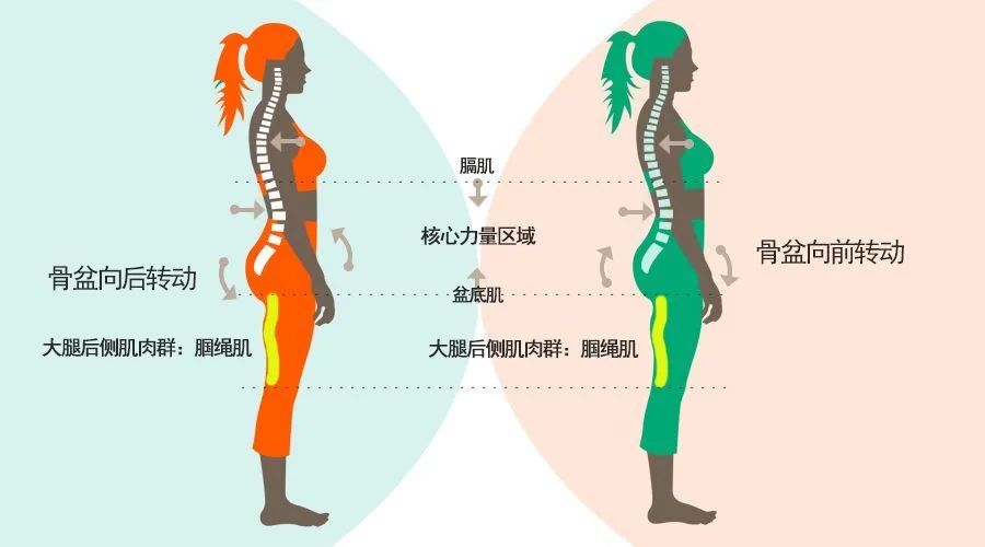 前屈手抓不到脚, 不是手太短也不是腰太硬, 是方法出了问题 初学者 背部 大腿 后背 肌肉 身体 瑜伽 第 3 张 前屈手抓不到脚, 不是手太短也不是腰太硬, 是方法出了问题 初学者 背部 大腿 后背 肌肉 身体 瑜伽 第 3 张