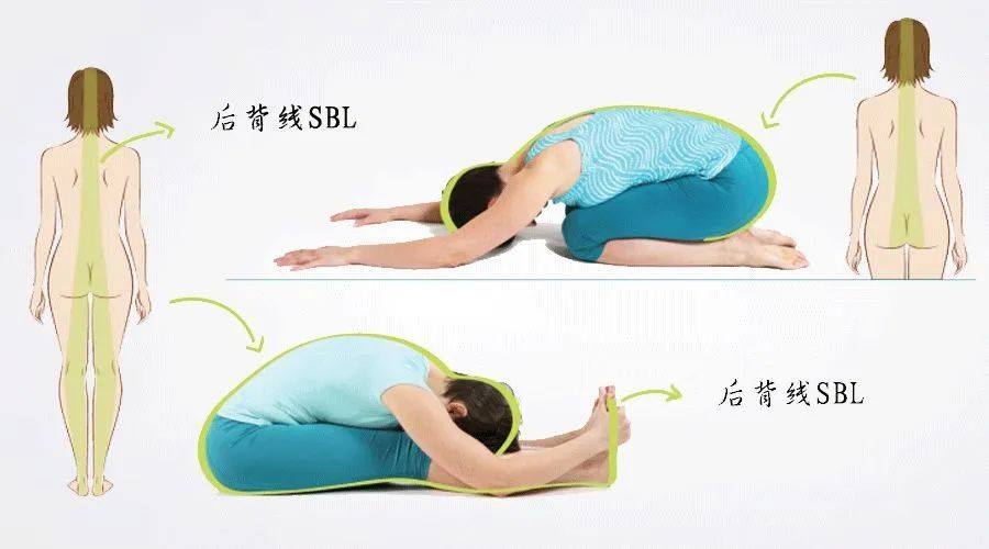 前屈手抓不到脚, 不是手太短也不是腰太硬, 是方法出了问题 初学者 背部 大腿 后背 肌肉 身体 瑜伽 第 5 张 前屈手抓不到脚, 不是手太短也不是腰太硬, 是方法出了问题 初学者 背部 大腿 后背 肌肉 身体 瑜伽 第 5 张