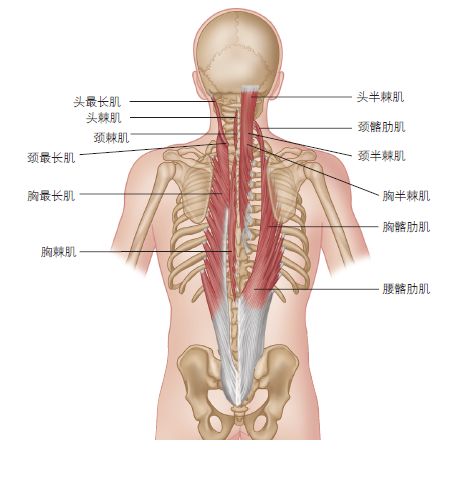 “久坐成疾”真的不是说说而已,一套瑜伽体式帮你松解! 肌肉 脊椎 身体 双手 脊柱 腰椎 双脚 第 4 张 “久坐成疾”真的不是说说而已,一套瑜伽体式帮你松解! 肌肉 脊椎 身体 双手 脊柱 腰椎 双脚 第 4 张