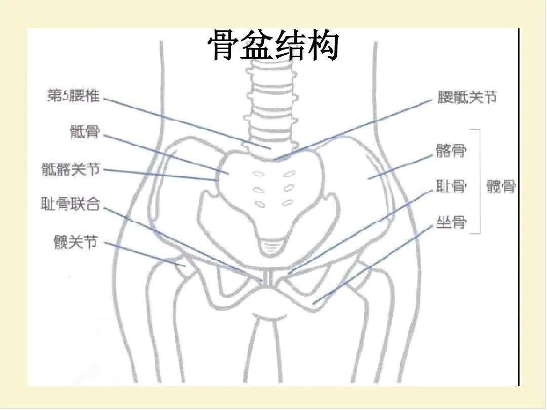 90% 的人骨盆移位 , 需要瑜伽来矫正! 骨盆 肌肉 骨盆移位 跷二郎腿 办公臀 移位 第 1 张 90% 的人骨盆移位 , 需要瑜伽来矫正! 骨盆 肌肉 骨盆移位 跷二郎腿 办公臀 移位 第 1 张