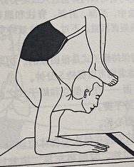 蝎子式Vrischkasana(scorpion pose)