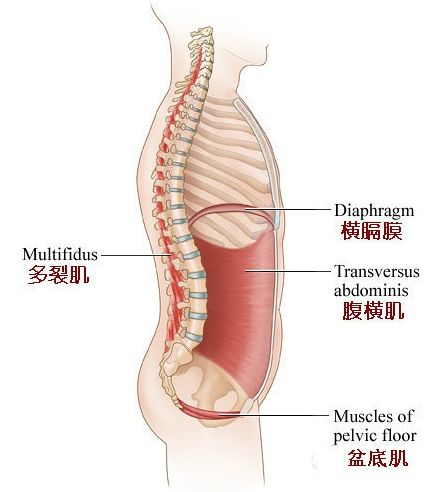 腰部 | 核心肌力最全的训练方法，从简单到困难！