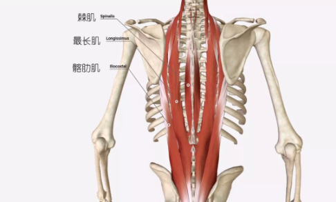 背部僵硬紧张,该如何拉伸放松呢? 背部 脊柱 双手 竖脊肌 臀部 双腿 肌肉 第 4 张 背部僵硬紧张,该如何拉伸放松呢? 背部 脊柱 双手 竖脊肌 臀部 双腿 肌肉 第 4 张