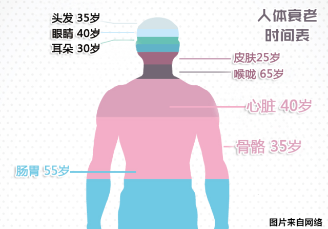 身体器官衰老时间对比:每天坚持 3 分钟平板撑,让身体更年轻! 平板 保鲜 维生素 头发 衰老 器官 食物 第 2 张 身体器官衰老时间对比:每天坚持 3 分钟平板撑,让身体更年轻! 平板 保鲜 维生素 头发 衰老 器官 食物 第 2 张