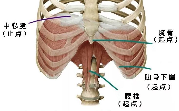 胸式呼吸和腹式呼吸究竟有什么不同,你知道的可能都不对… 呼吸 横膈膜 胸式呼吸 腹式呼吸 第 3 张 胸式呼吸和腹式呼吸究竟有什么不同,你知道的可能都不对… 呼吸 横膈膜 胸式呼吸 腹式呼吸 第 3 张