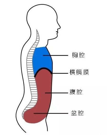 胸式呼吸和腹式呼吸究竟有什么不同,你知道的可能都不对… 呼吸 横膈膜 胸式呼吸 腹式呼吸 第 2 张 胸式呼吸和腹式呼吸究竟有什么不同,你知道的可能都不对… 呼吸 横膈膜 胸式呼吸 腹式呼吸 第 2 张