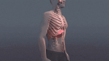 胸式呼吸和腹式呼吸究竟有什么不同,你知道的可能都不对… 呼吸 横膈膜 胸式呼吸 腹式呼吸 第 9 张 胸式呼吸和腹式呼吸究竟有什么不同,你知道的可能都不对… 呼吸 横膈膜 胸式呼吸 腹式呼吸 第 9 张