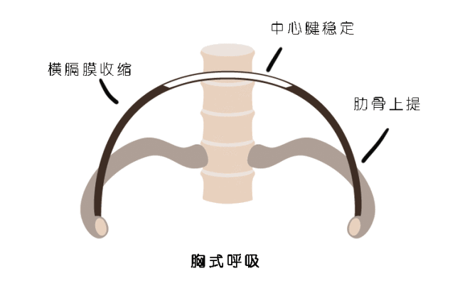 胸式呼吸和腹式呼吸究竟有什么不同,你知道的可能都不对… 呼吸 横膈膜 胸式呼吸 腹式呼吸 第 6 张 胸式呼吸和腹式呼吸究竟有什么不同,你知道的可能都不对… 呼吸 横膈膜 胸式呼吸 腹式呼吸 第 6 张