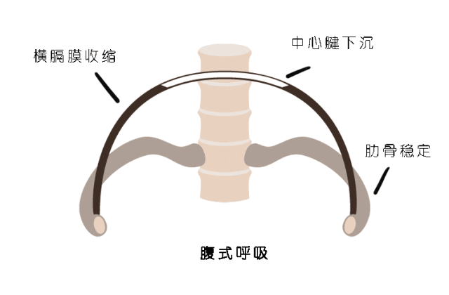 胸式呼吸和腹式呼吸究竟有什么不同,你知道的可能都不对… 呼吸 横膈膜 胸式呼吸 腹式呼吸 第 8 张 胸式呼吸和腹式呼吸究竟有什么不同,你知道的可能都不对… 呼吸 横膈膜 胸式呼吸 腹式呼吸 第 8 张