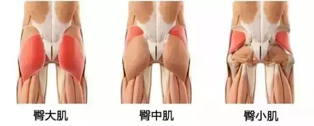 最有效的 10 个翘臀动作!每个妹纸都应该收藏(动图) 臀部 双腿 核心 右腿 翘臀 髋部 双脚 第 3 张 最有效的 10 个翘臀动作!每个妹纸都应该收藏(动图) 臀部 双腿 核心 右腿 翘臀 髋部 双脚 第 3 张