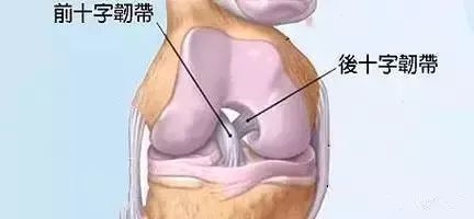 拉伸就是拉韧带?再拉就断了!37 张拉伸动图,超赞拉抻细节!(全套) 肌肉 拉伸 关节 韧带 瑜伽体式 瑜伽培训 第 2 张 拉伸就是拉韧带?再拉就断了!37 张拉伸动图,超赞拉抻细节!(全套) 肌肉 拉伸 关节 韧带 瑜伽体式 瑜伽培训 第 2 张