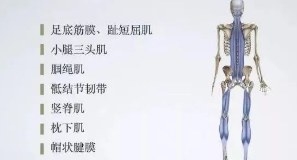 一套拉伸放松“身体后侧链”后表链的瑜伽练习序列！  拉伸放松 瑜伽序列 瑜伽体式 足背屈受限 膝关节超伸 骨盆后倾 骨盆前移 驼背 第 1 张