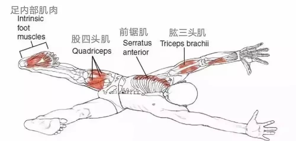 简单下犬式有超多的细节!12 张解剖图, 深度解析 11 个发力点. 下犬式 下犬式解刨 解剖图 第 2 张 简单下犬式有超多的细节!12 张解剖图, 深度解析 11 个发力点. 下犬式 下犬式解刨 解剖图 第 2 张