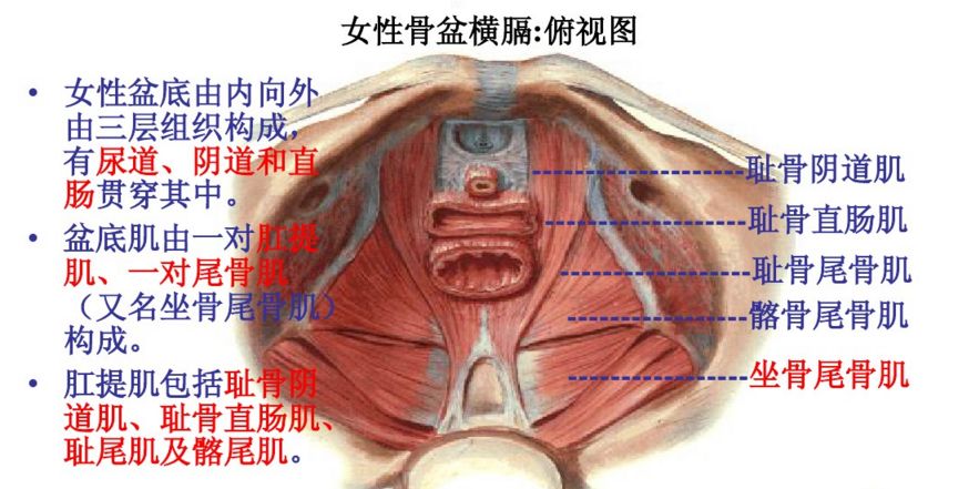 深度解剖骨盆和盆底肌, 别再说不了解了 骨盆 盆底肌 女性 肌肉 耻骨 瑜伽康复疗愈 肛门 第 4 张 深度解剖骨盆和盆底肌, 别再说不了解了 骨盆 盆底肌 女性 肌肉 耻骨 瑜伽康复疗愈 肛门 第 4 张