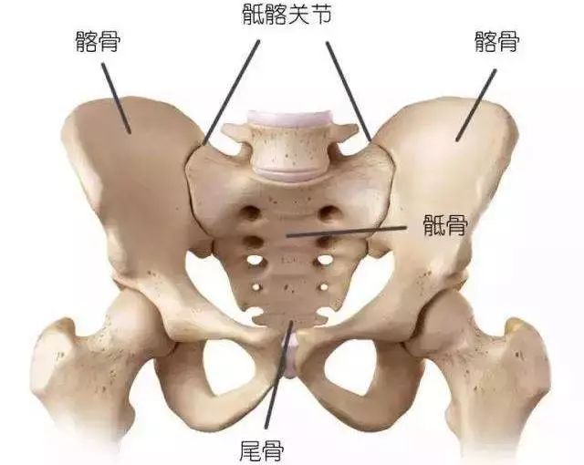 深度解剖骨盆和盆底肌, 别再说不了解了 骨盆 盆底肌 女性 肌肉 耻骨 瑜伽康复疗愈 肛门 第 6 张 深度解剖骨盆和盆底肌, 别再说不了解了 骨盆 盆底肌 女性 肌肉 耻骨 瑜伽康复疗愈 肛门 第 6 张