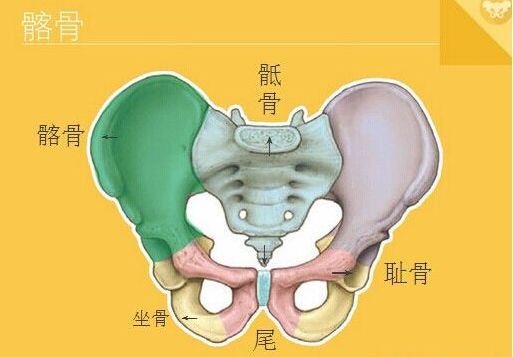 深度解剖骨盆和盆底肌, 别再说不了解了 骨盆 盆底肌 女性 肌肉 耻骨 瑜伽康复疗愈 肛门 第 5 张 深度解剖骨盆和盆底肌, 别再说不了解了 骨盆 盆底肌 女性 肌肉 耻骨 瑜伽康复疗愈 肛门 第 5 张