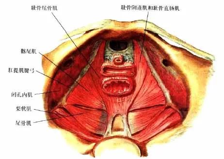 深度解剖骨盆和盆底肌, 别再说不了解了 骨盆 盆底肌 女性 肌肉 耻骨 瑜伽康复疗愈 肛门 第 12 张 深度解剖骨盆和盆底肌, 别再说不了解了 骨盆 盆底肌 女性 肌肉 耻骨 瑜伽康复疗愈 肛门 第 12 张