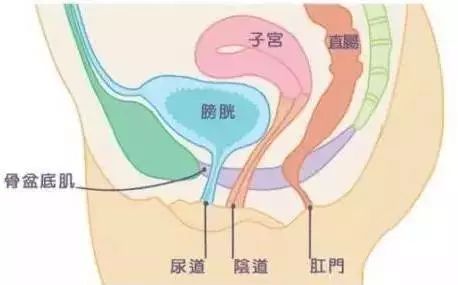 深度解剖骨盆和盆底肌, 别再说不了解了 骨盆 盆底肌 女性 肌肉 耻骨 瑜伽康复疗愈 肛门 第 13 张 深度解剖骨盆和盆底肌, 别再说不了解了 骨盆 盆底肌 女性 肌肉 耻骨 瑜伽康复疗愈 肛门 第 13 张