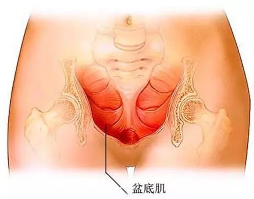 深度解剖骨盆和盆底肌, 别再说不了解了 骨盆 盆底肌 女性 肌肉 耻骨 瑜伽康复疗愈 肛门 第 10 张 深度解剖骨盆和盆底肌, 别再说不了解了 骨盆 盆底肌 女性 肌肉 耻骨 瑜伽康复疗愈 肛门 第 10 张